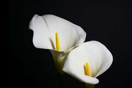 Weiße Calla-Blüten